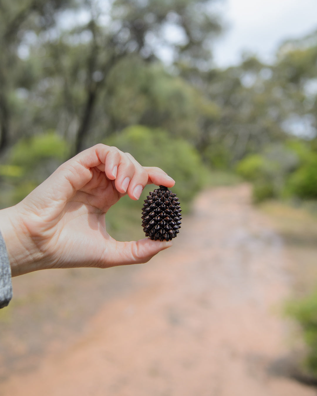 Wiggy's Casuarina Cones