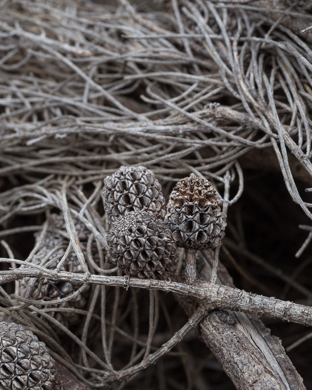 Wiggy's Casuarina Cones