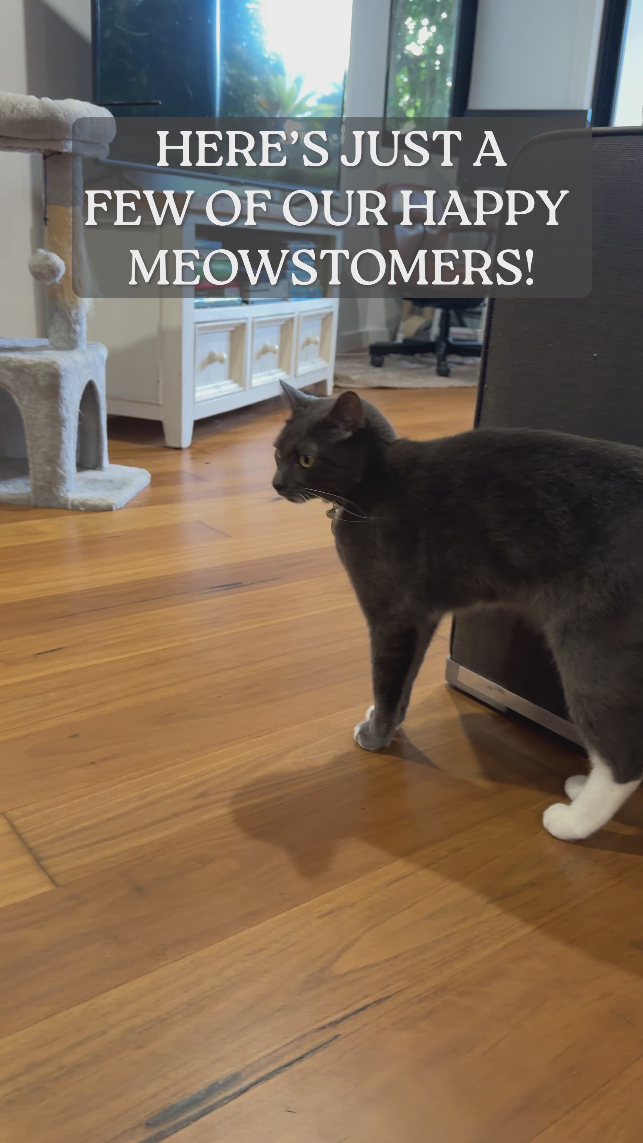 Load video: Here&#39;s how cat&#39;s love our toys!
